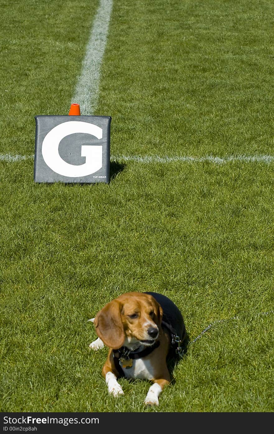 Beagle puppy resting near goal line marker on football field of green grass. Beagle puppy resting near goal line marker on football field of green grass