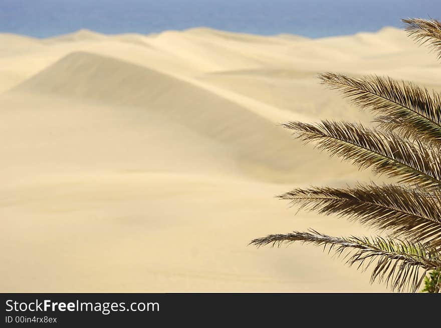 Palm and sand dunes