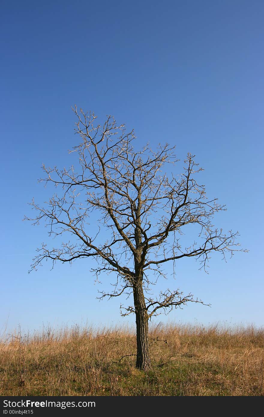 Gloomy, dead tree with blue sky in a yellow field. Gloomy, dead tree with blue sky in a yellow field