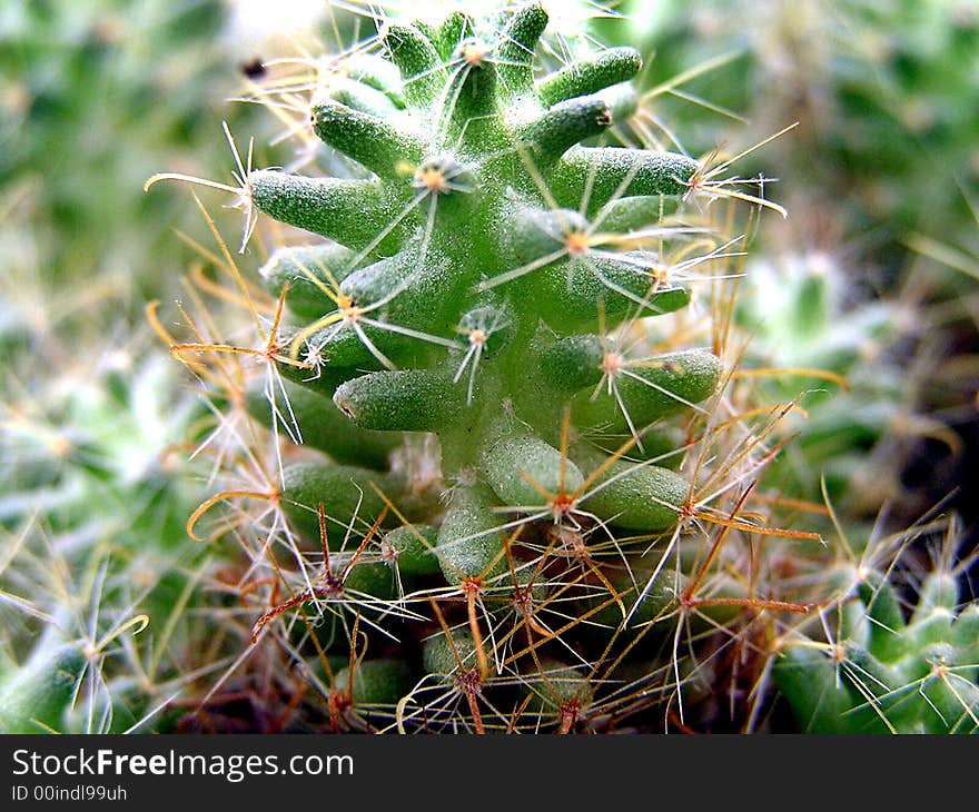 Cactus Forest. Macro. Regular cactus.