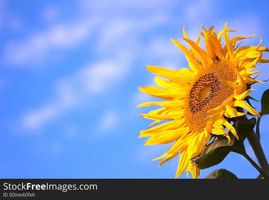 An image of yellow sunflower. An image of yellow sunflower