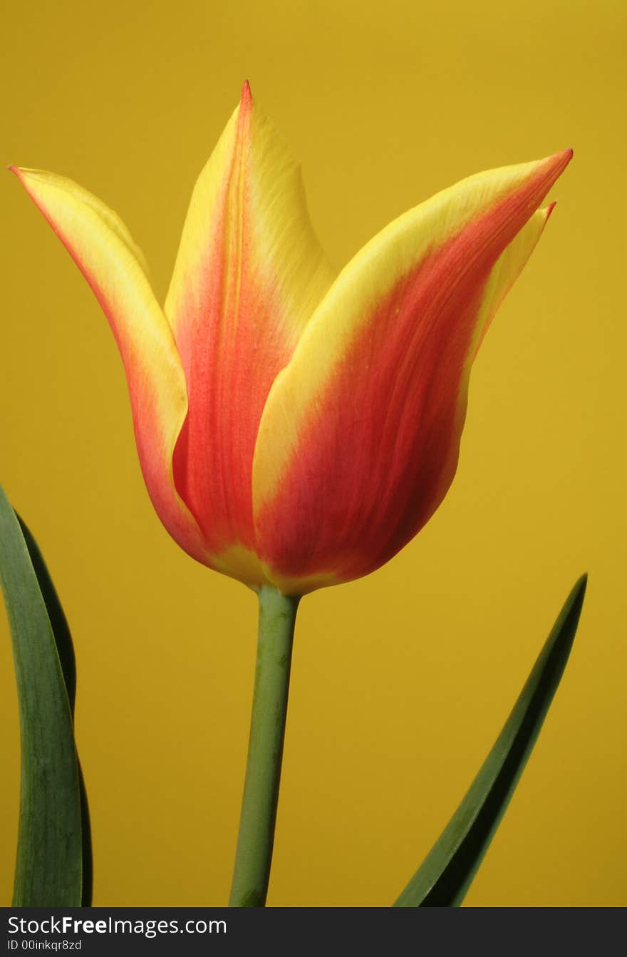 Bicolor tulip