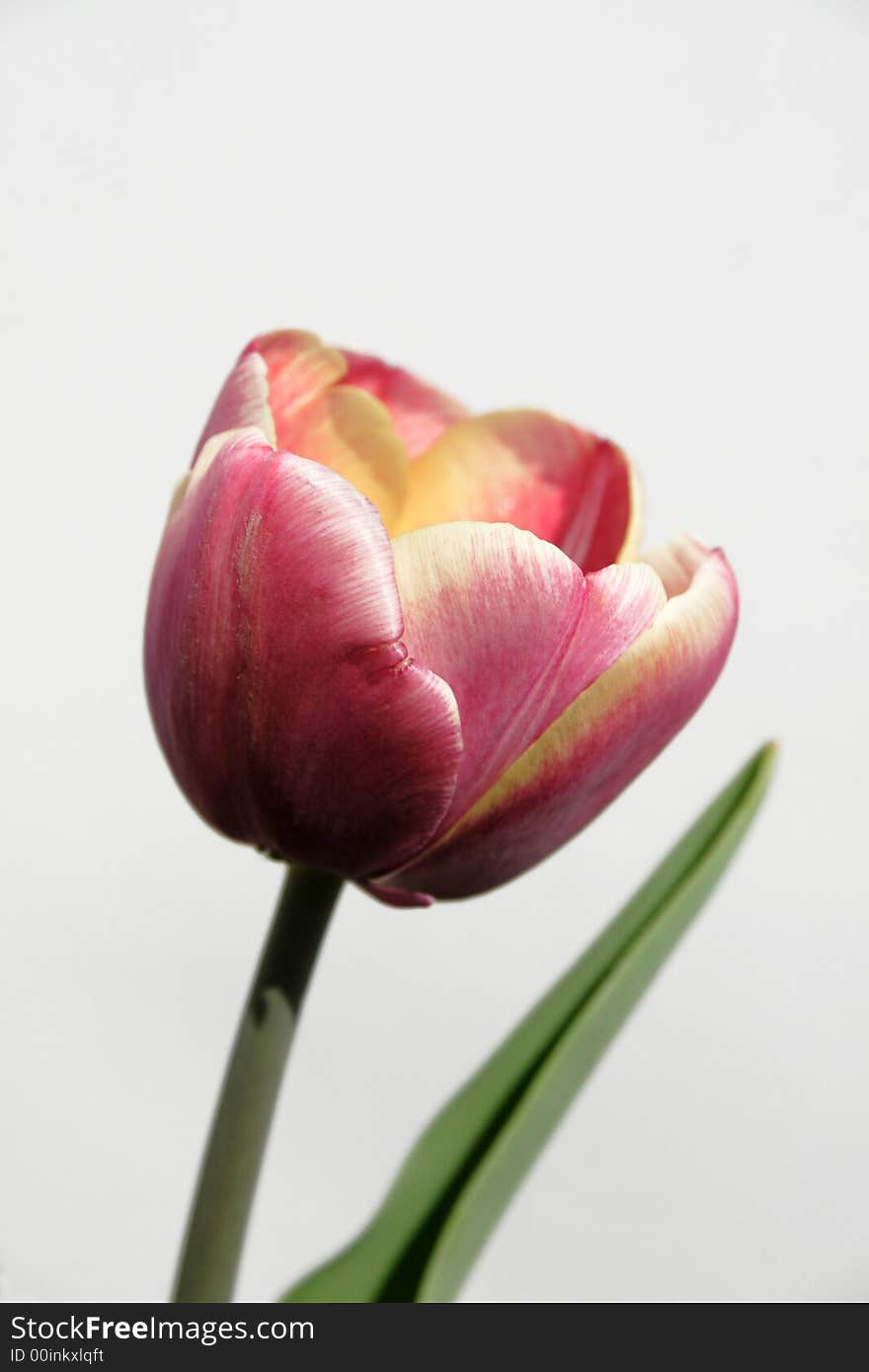 Bicolor tulip