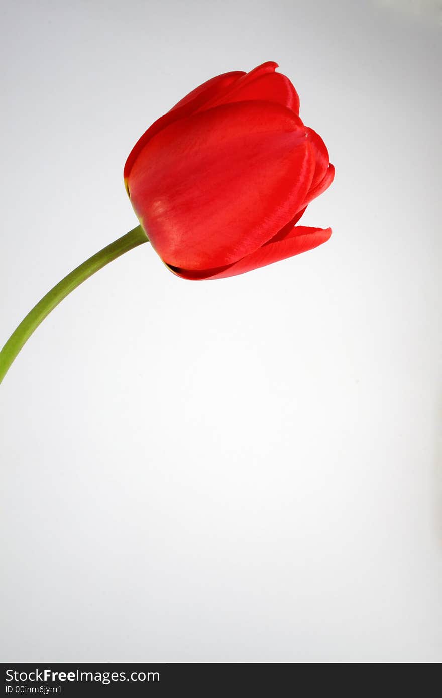 Red tulip