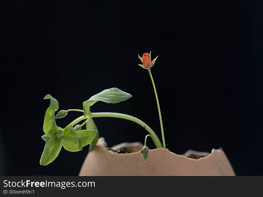 A small plant growing from an eggshell. A small plant growing from an eggshell.