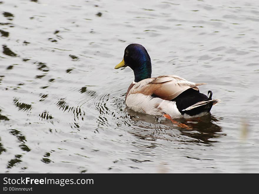 Mallard Duck