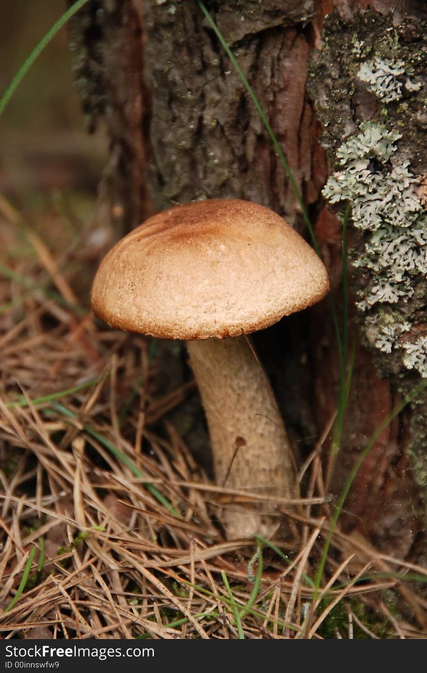 Bolete In The Forest