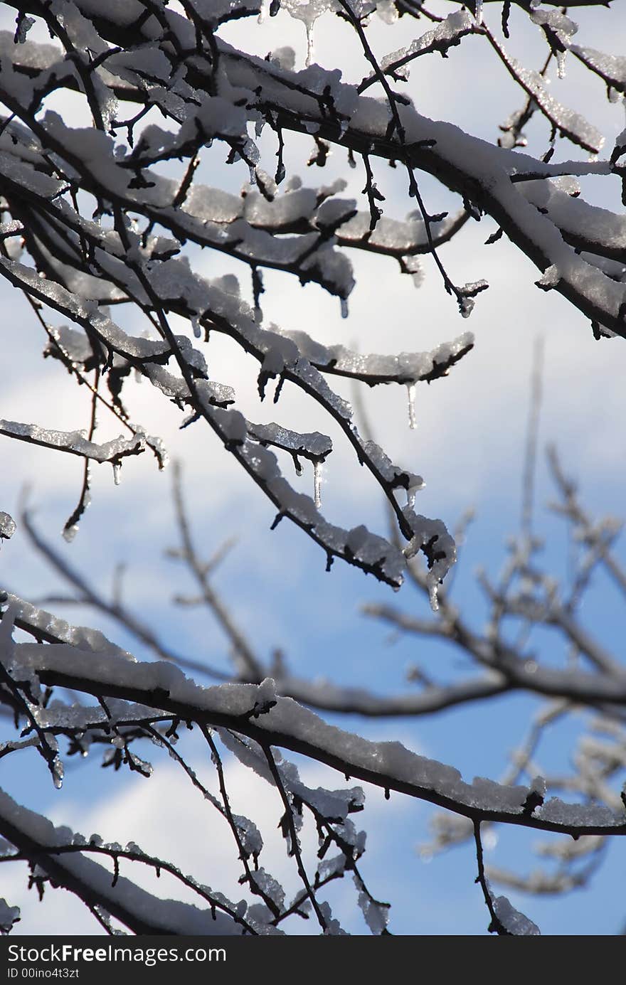 Frozen branches