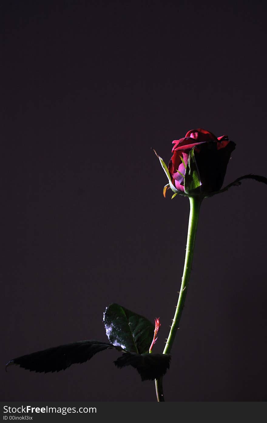 Red rose in shadow on the black background