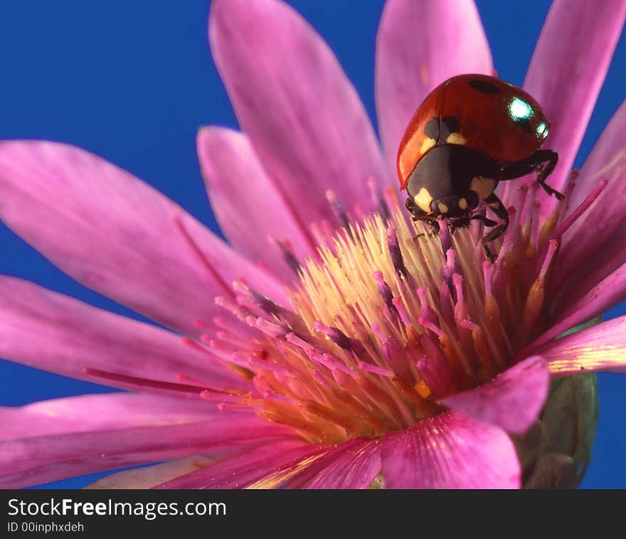 Pink flower on a dark blue background. Pink flower on a dark blue background