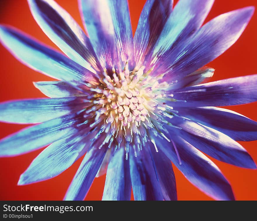 Dark blue flower on a red background. Dark blue flower on a red background