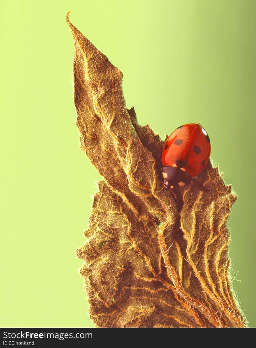 Dry leaf on a green background