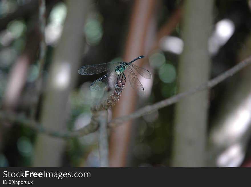 Dragonfly cought by Nikon zoom in the wild bushes