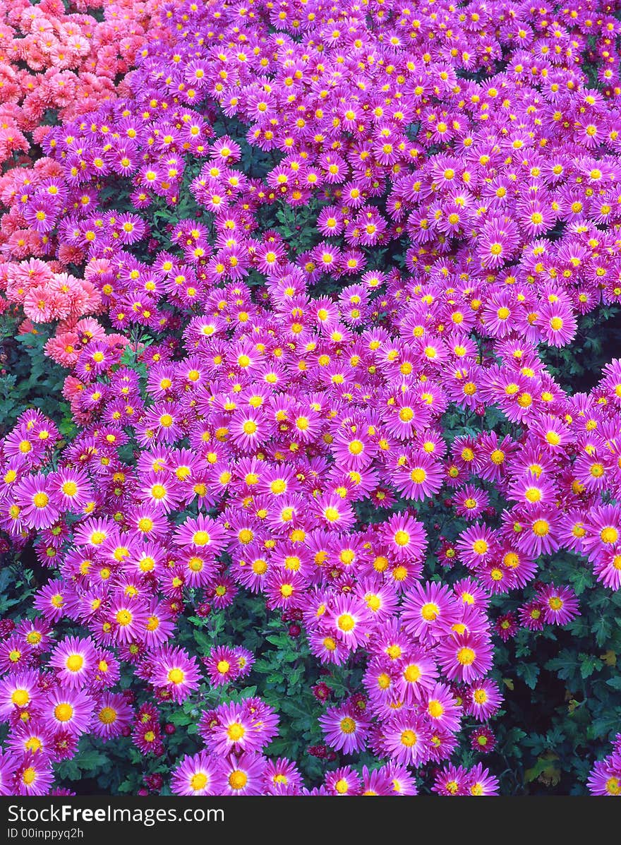 Pink flowers and violet flowers on a bed