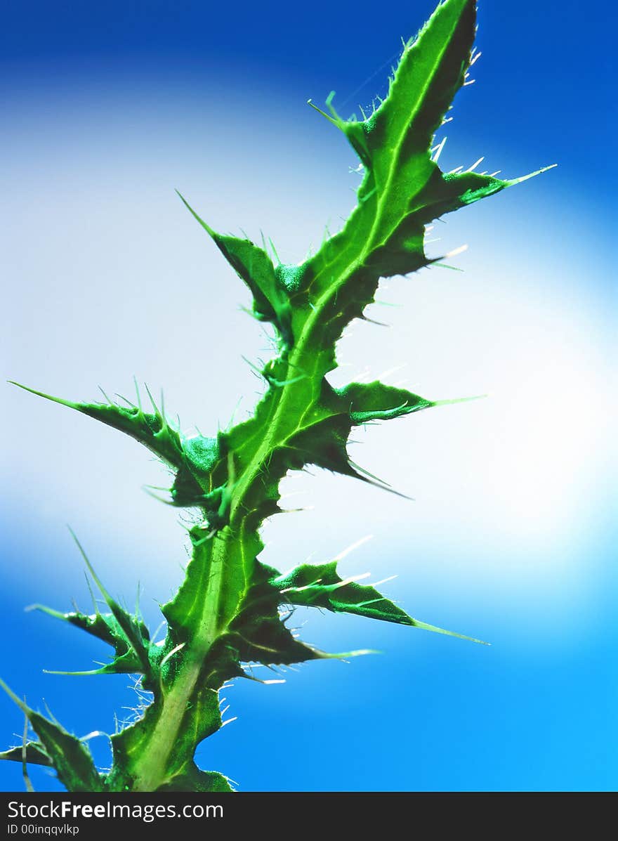 Leaf of a plant on a dark blue background. Leaf of a plant on a dark blue background