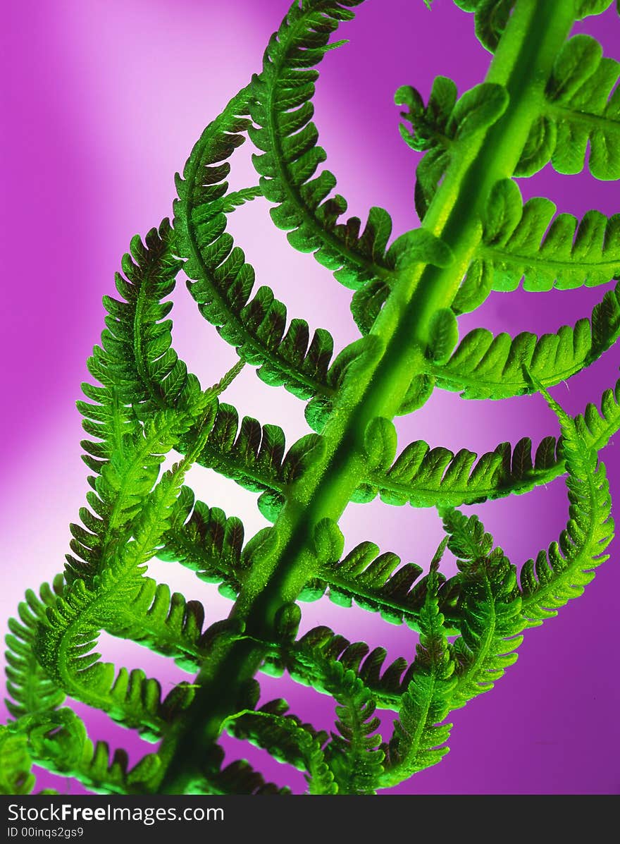 Leaf of a plant on a pink background. Leaf of a plant on a pink background