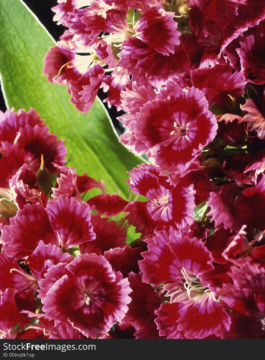 Red flowers on a black background