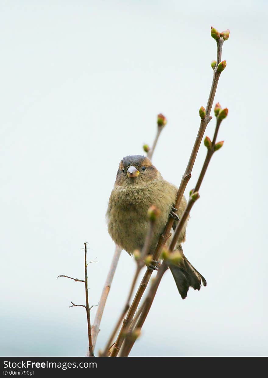 Sparrow sit on a branch