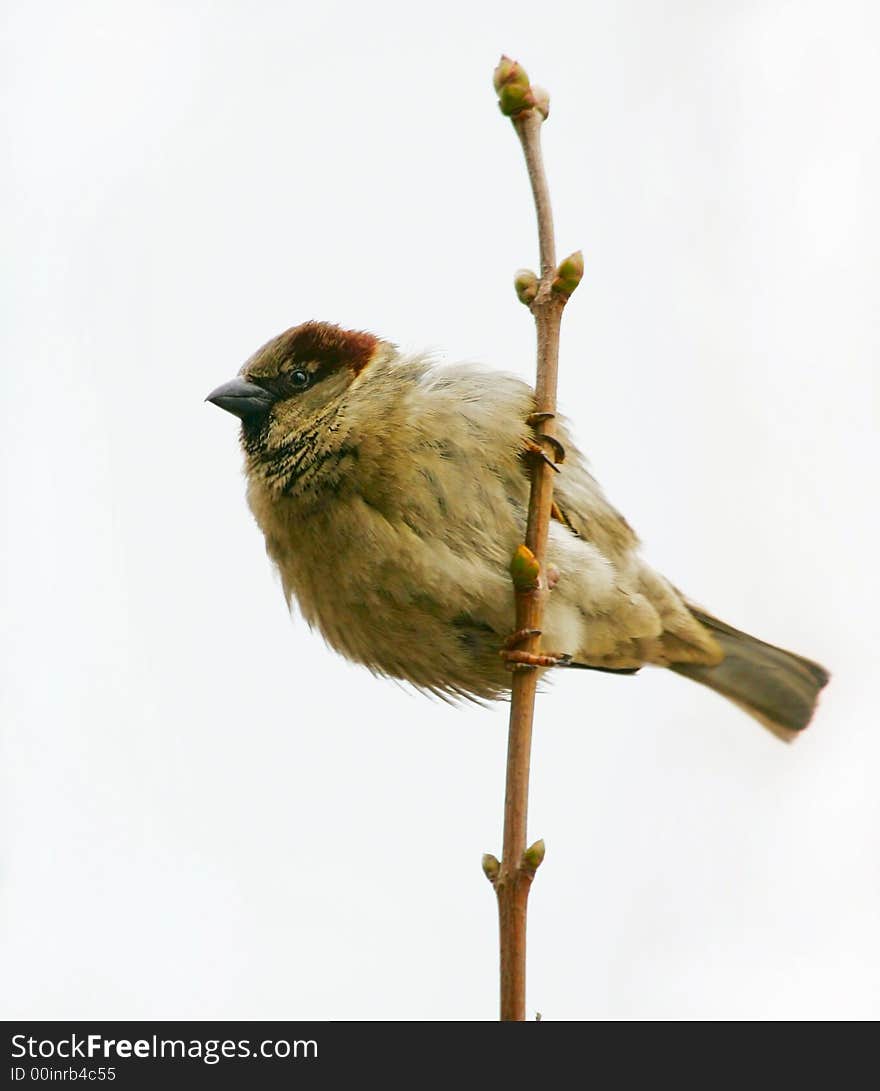 Sparrow sit on a branch