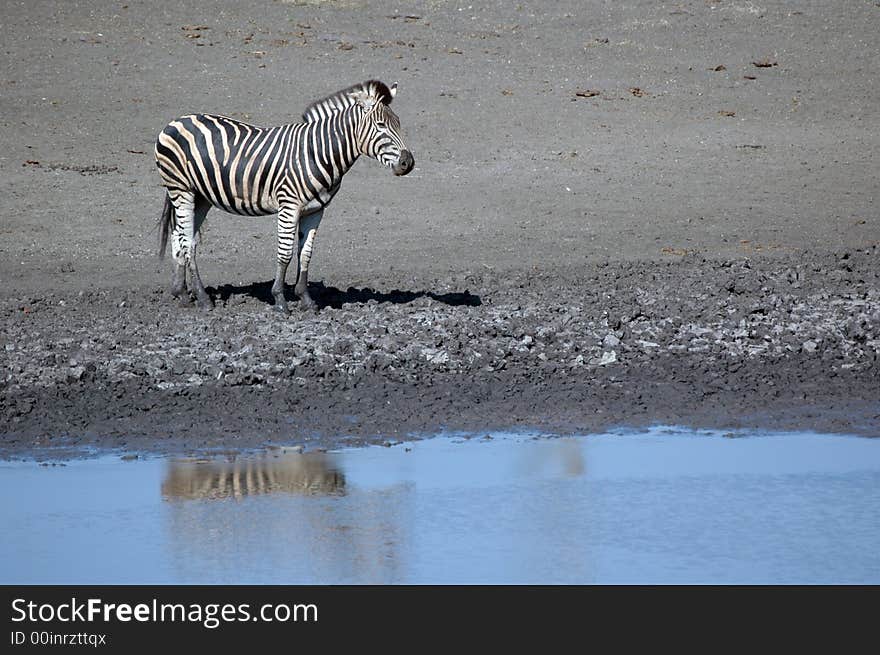 Zebra at a waterhole in South Africa. Photographed in the wild. Zebra at a waterhole in South Africa. Photographed in the wild.