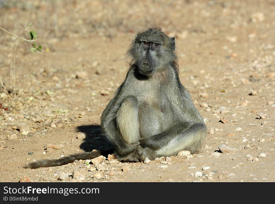 A Chacma Baboon, photographed in South Africa. A Chacma Baboon, photographed in South Africa.