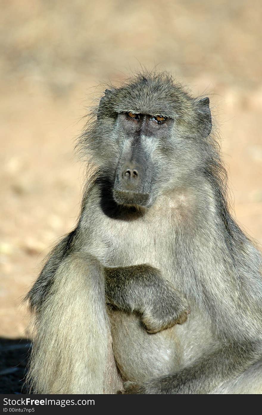 A Chacma Baboon, photographed in South Africa. A Chacma Baboon, photographed in South Africa.