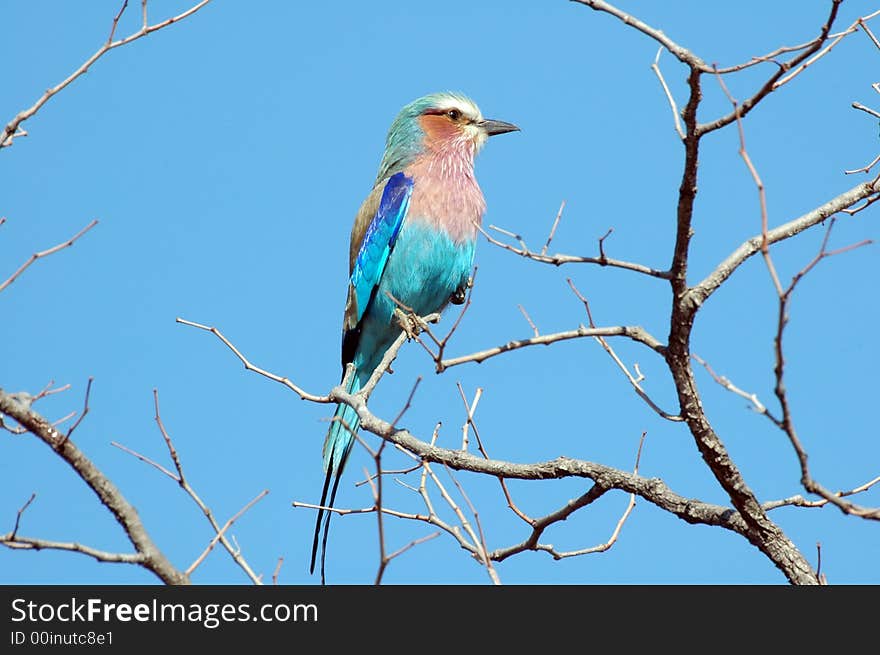 A Lilac Breasted Roller, photographed in its natural habitat. A Lilac Breasted Roller, photographed in its natural habitat.