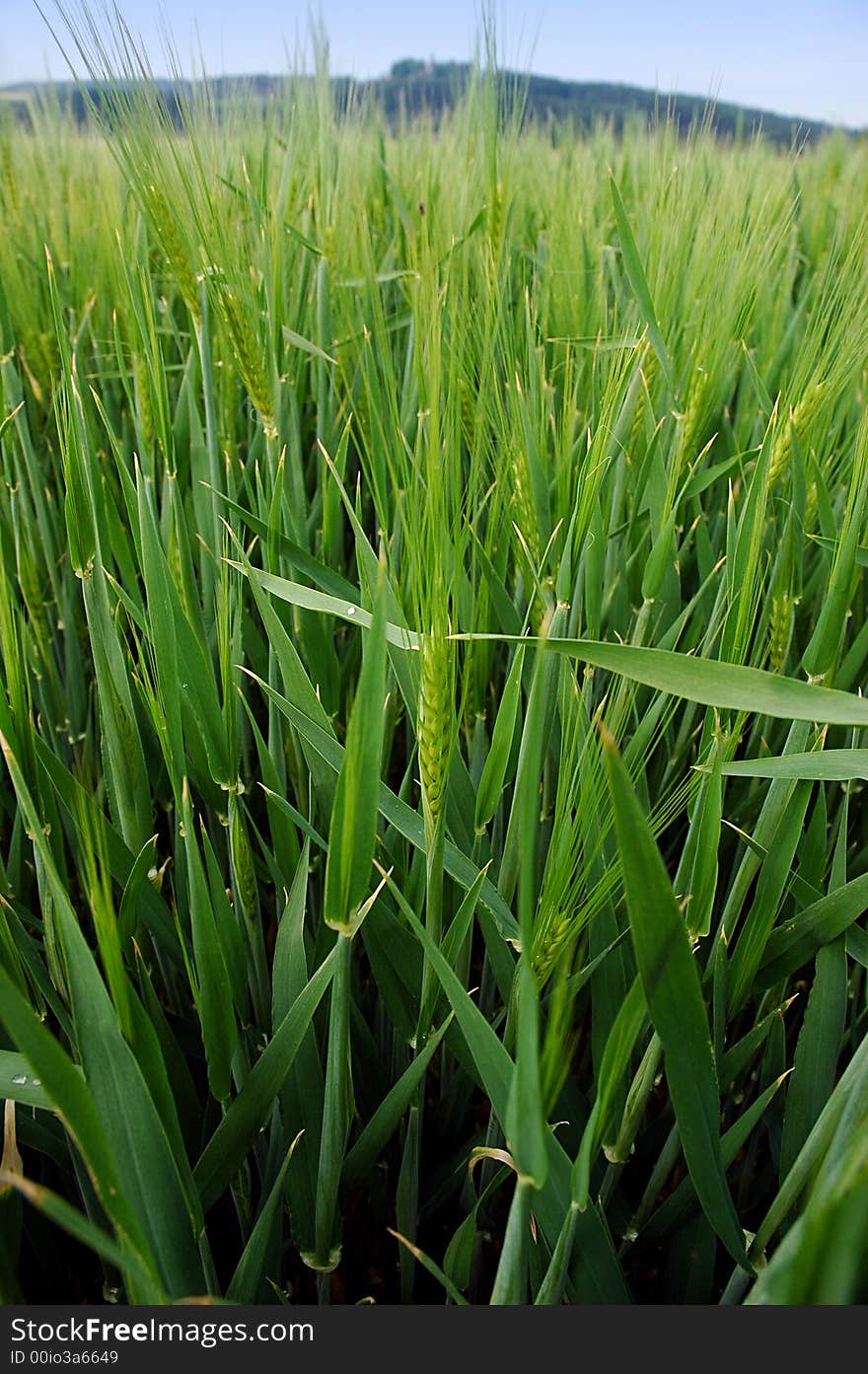 Field of green barley in the early spring