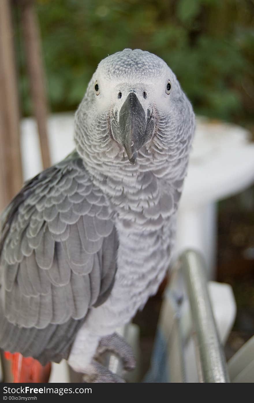 Grey parrot sitting on a laundryline