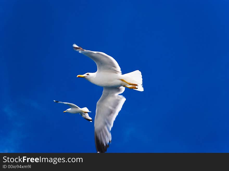 Pair of flying seagulls