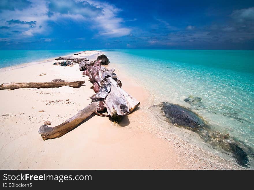 A spectacular deserted private tropical beach with towering palm trees and a white sand beach with caribbean blue water. A spectacular deserted private tropical beach with towering palm trees and a white sand beach with caribbean blue water