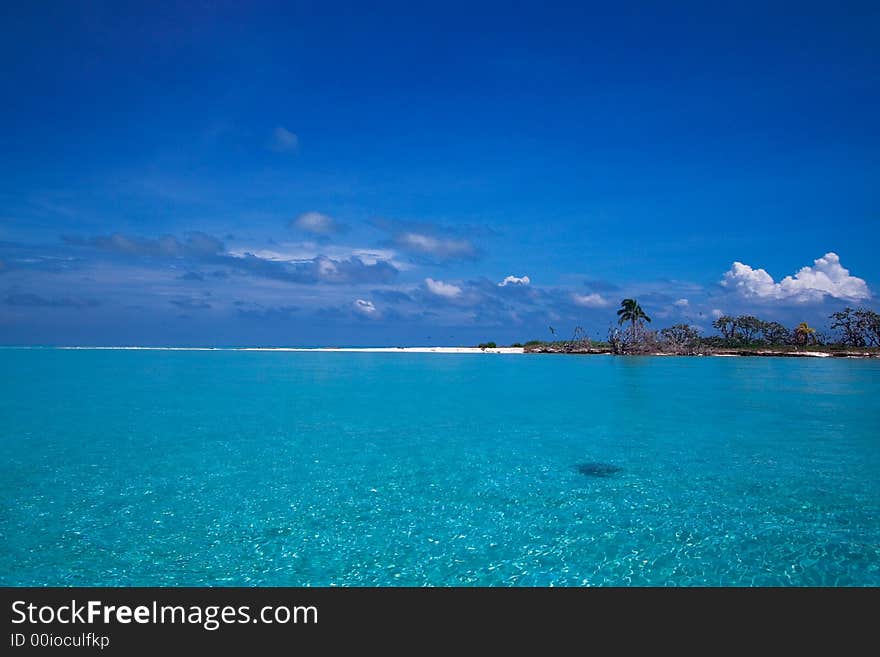 A spectacular private tropical beach with towering palm trees and a white sand beach with caribbean blue water. Space for text. A spectacular private tropical beach with towering palm trees and a white sand beach with caribbean blue water. Space for text.