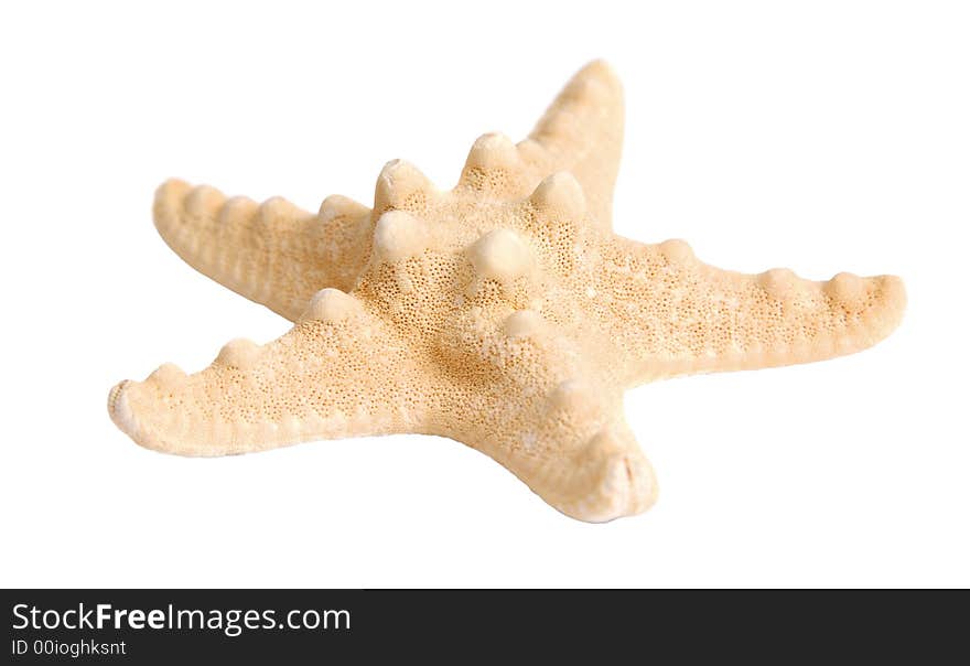 Starfish, underwater object, over white, isolated. Starfish, underwater object, over white, isolated