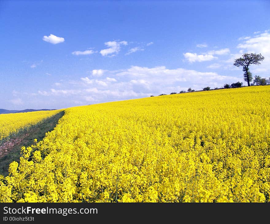 The field of the rape in the Polish village