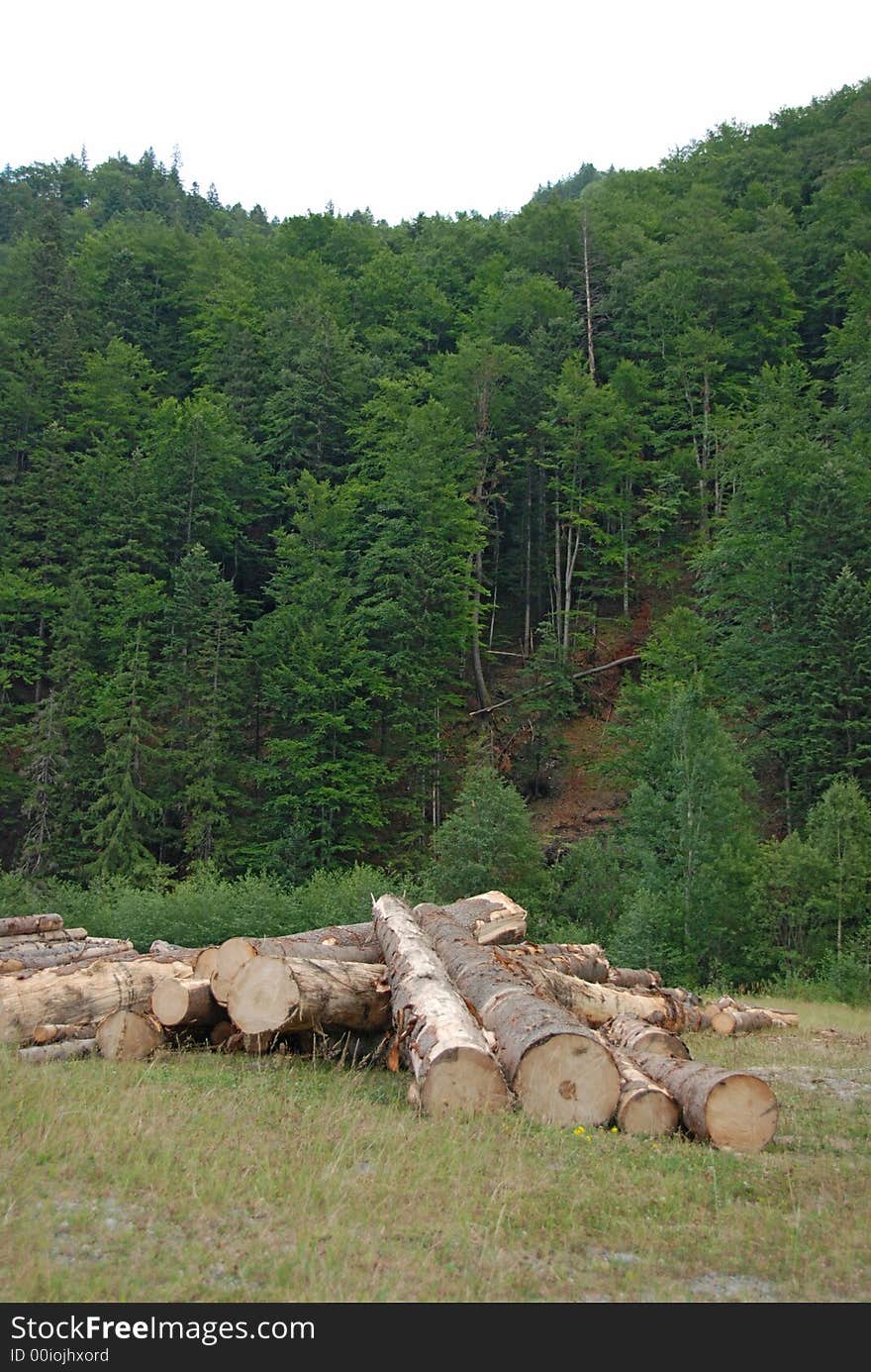 Living trees and dead trees