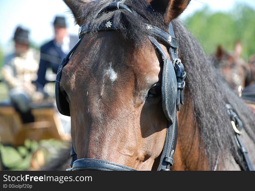 Brown horse portrait in the grass field