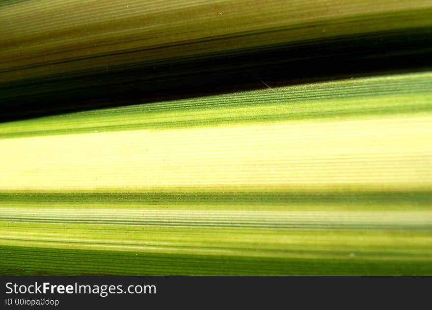 A close up photographic image of a plant leaf which has lots of lines. A close up photographic image of a plant leaf which has lots of lines.