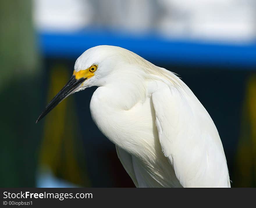 White heron looking for fishes in clearwater beach, florida. White heron looking for fishes in clearwater beach, florida