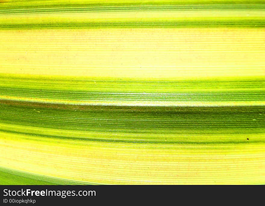 A close up photographic image of a plant leaf which has lots of lines. A close up photographic image of a plant leaf which has lots of lines.