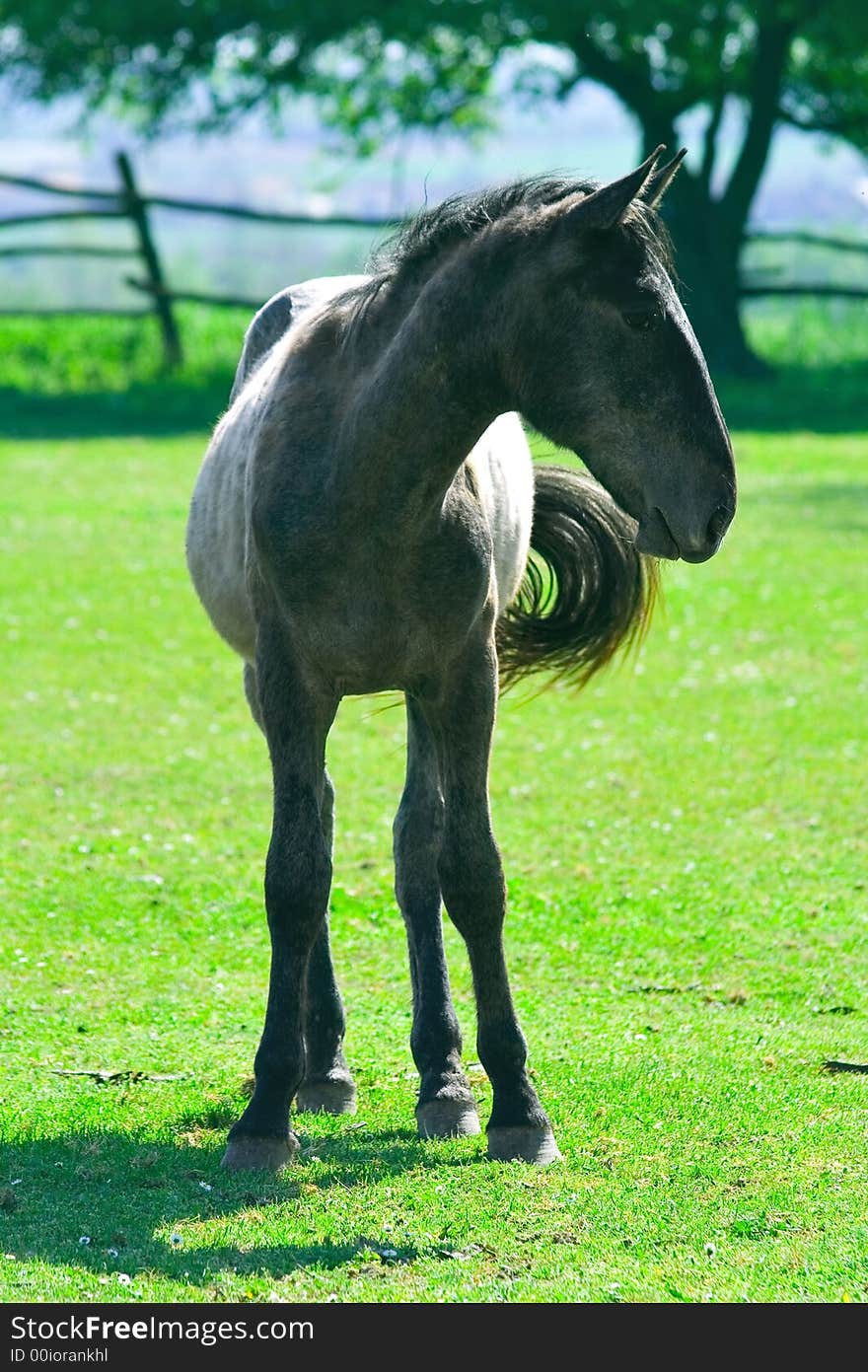 Beautiful  young black hors on the grass field. Beautiful  young black hors on the grass field