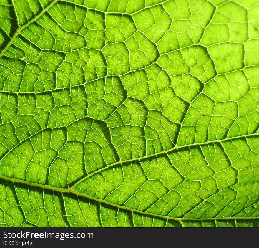 A close up photographic image the underside of a green leaf. A close up photographic image the underside of a green leaf.