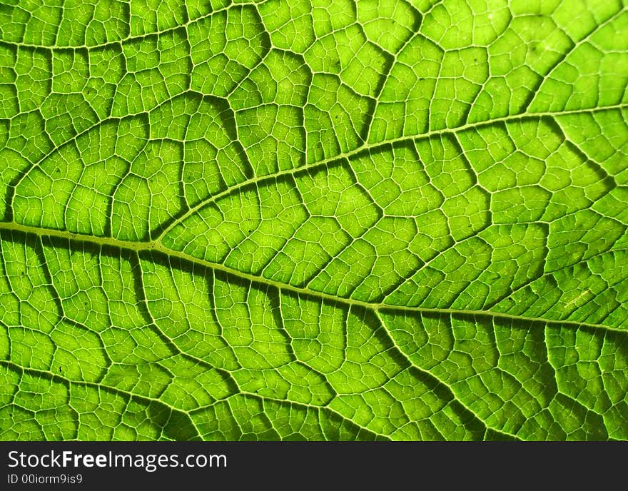 A close up photographic image the underside of a green leaf. A close up photographic image the underside of a green leaf.