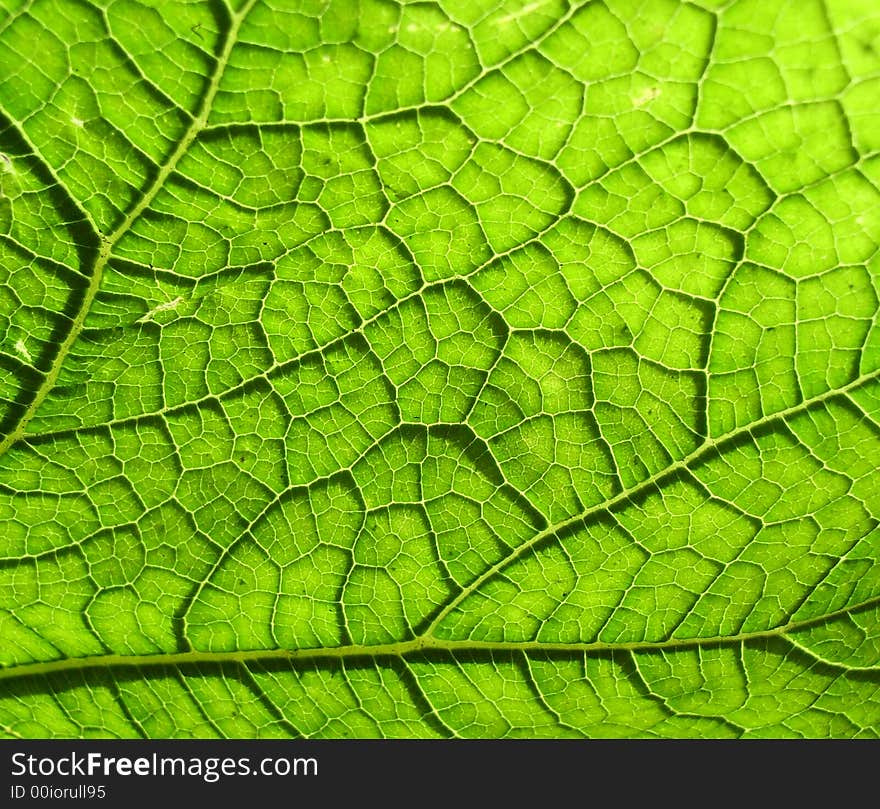 A close up photographic image the underside of a green leaf. A close up photographic image the underside of a green leaf.