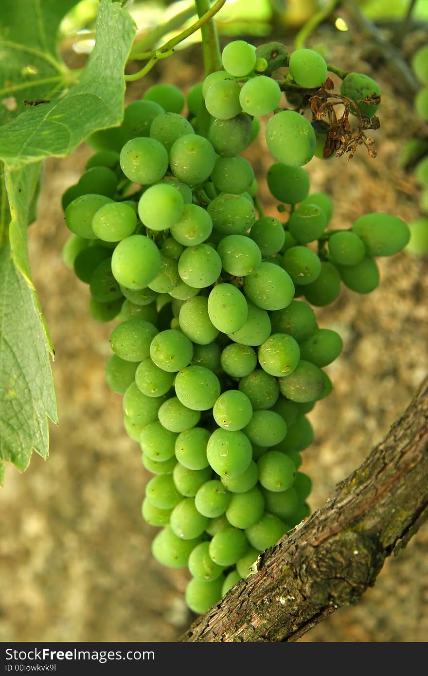 Big white grape cluster closeup on a vineyeard