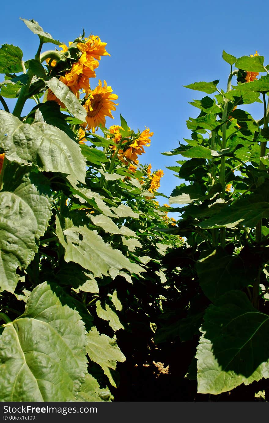 Sunflowers in a field under a bright blue sky