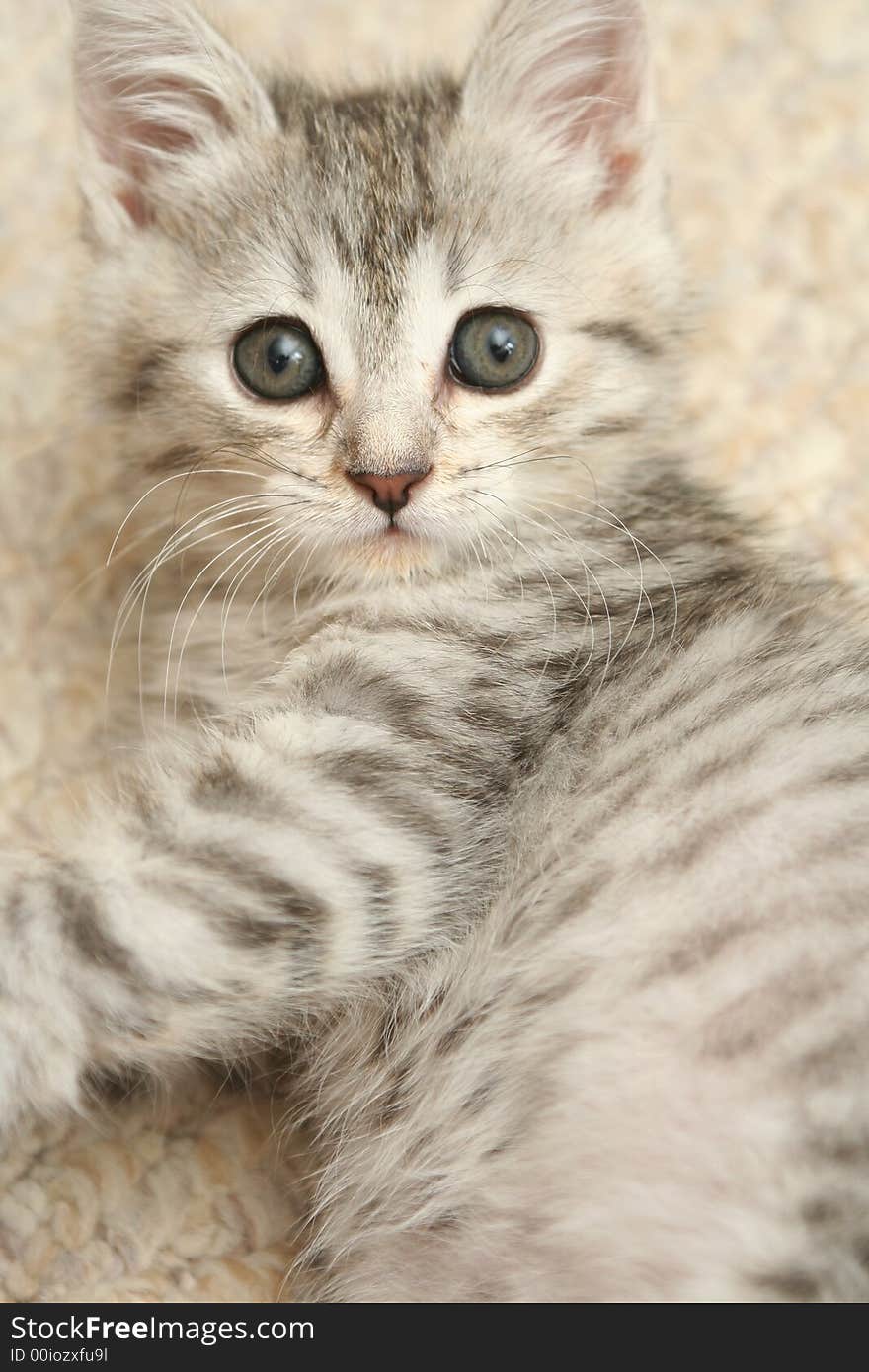 Sight Of A Small Grey Kittenwi