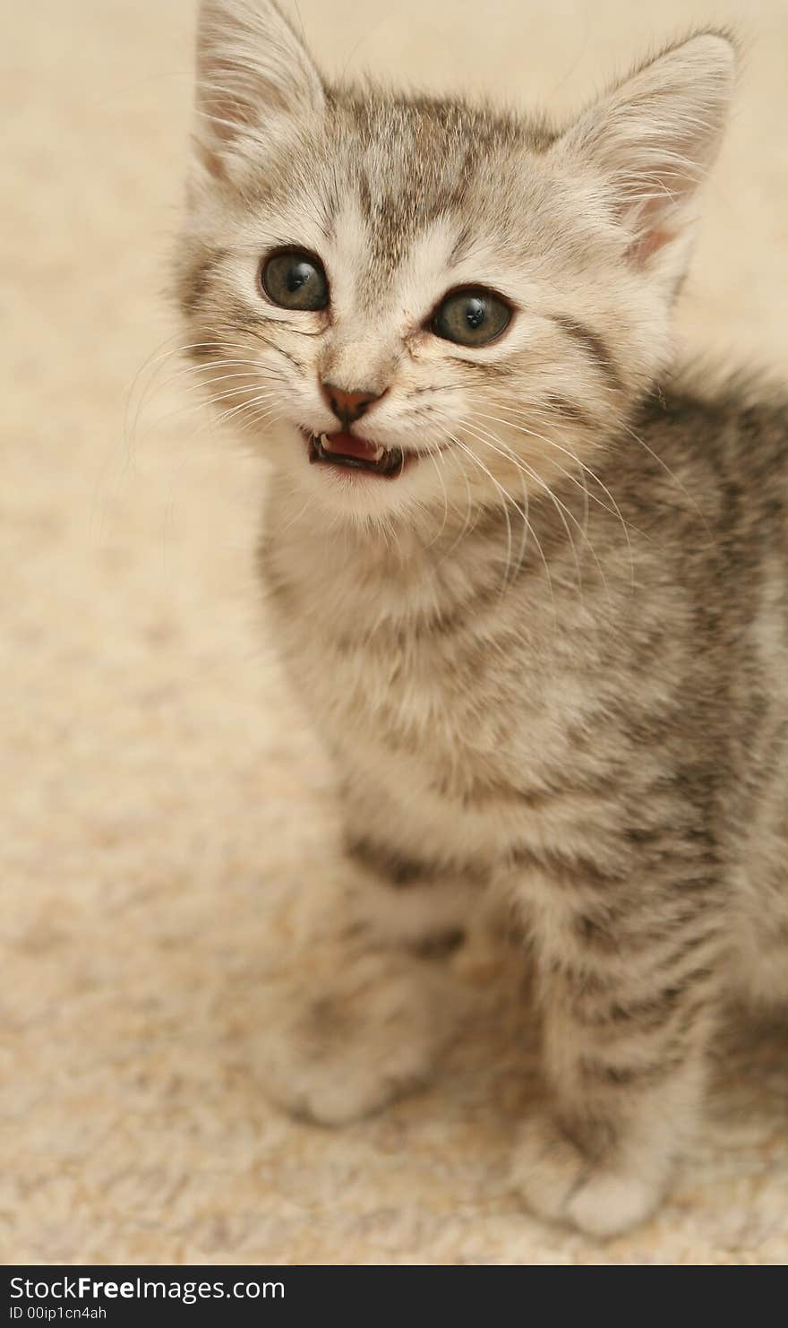 Small Grey Kittenwith