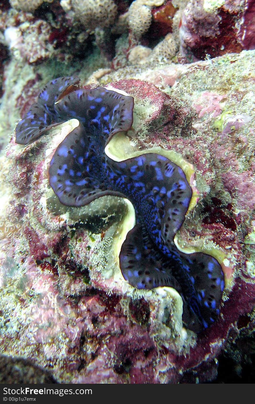 TRIDACNA CLAM