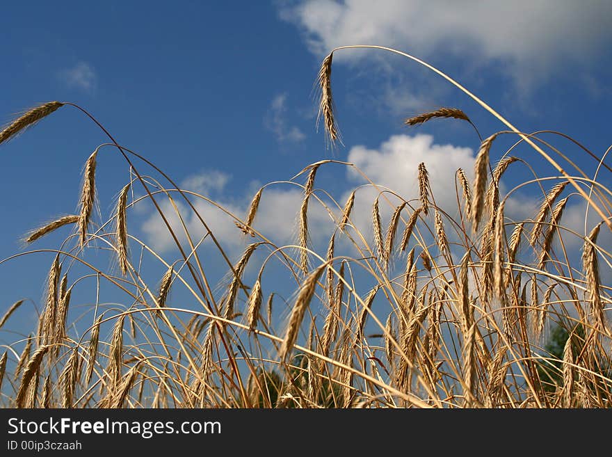 Field with wheat