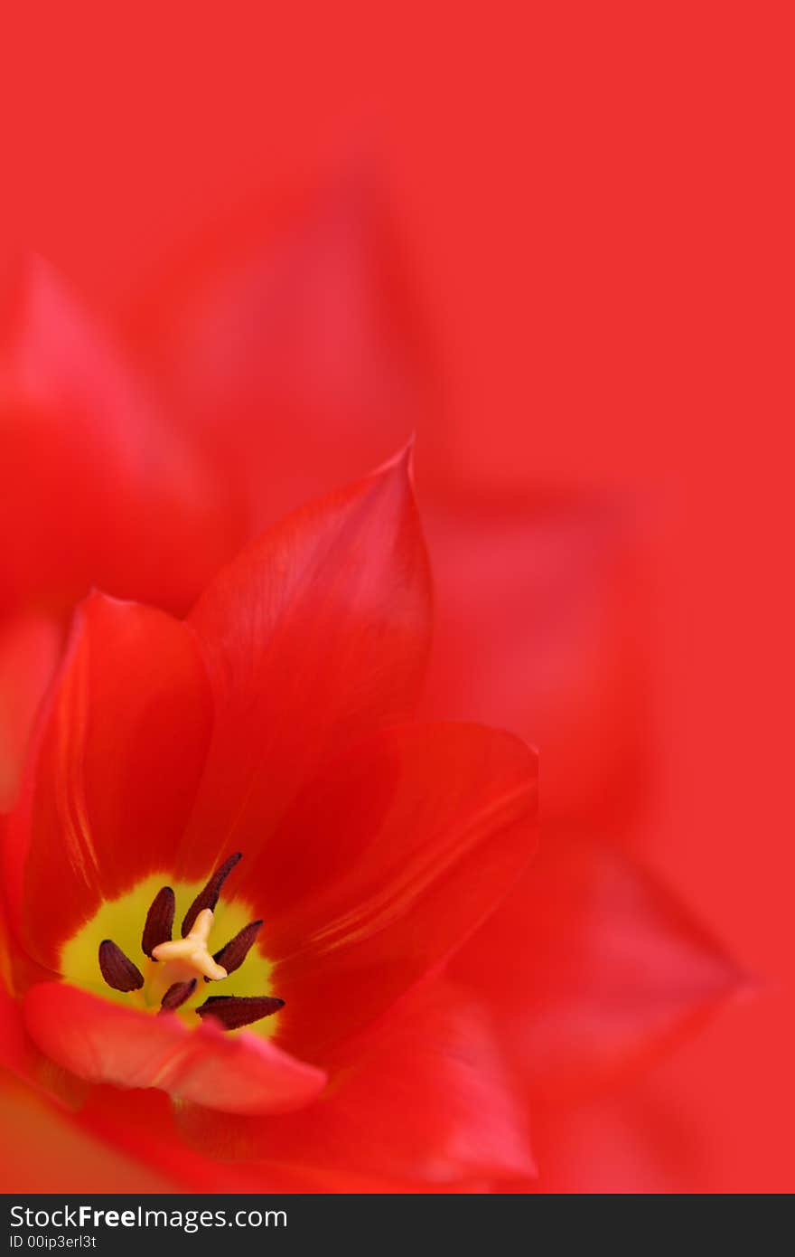 The Tulips flowering on lawn. The Tulips flowering on lawn.